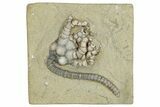 Fossil Crinoid (Cyathocrinites) - Crawfordsville, Indiana #291790-1